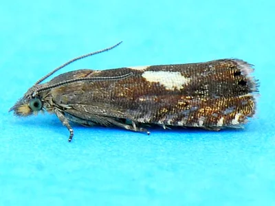 Dichrorampha petiverella