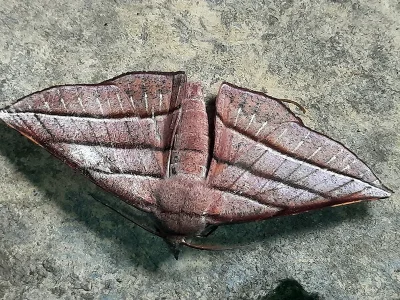 Sarcinodes luzonensis