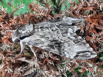 Psilogramma discistriga