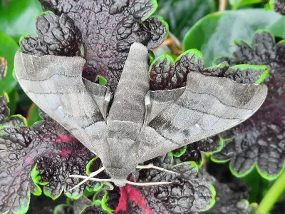 Polyptychus philippinensis