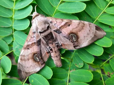 Daphnusa philippinensis