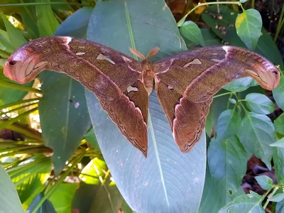 Attacus ceasar