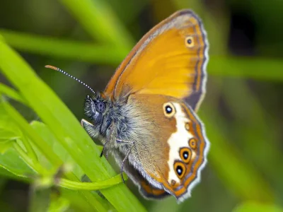 Coenonympha arcania