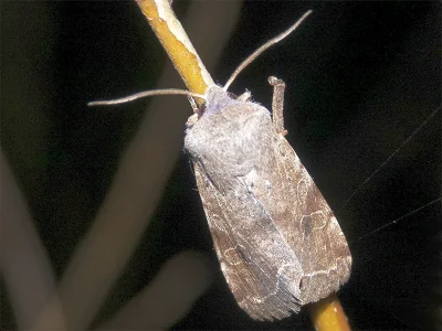 Orthosia (O.) incerta