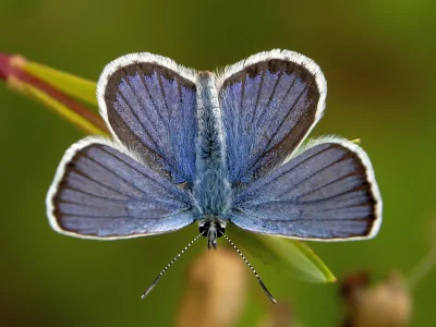 Plebejus (P.) argus