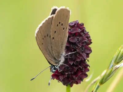 Phengaris nausithous