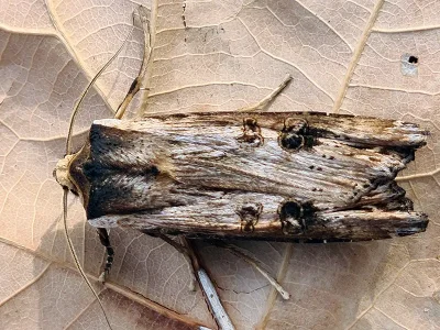 Xylena (X.) exsoleta