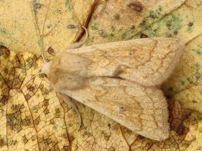 Mythimna (M.) vitellina
