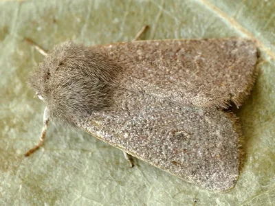 Dioszeghyana schmidtii