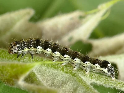 Dioszeghyana schmidtii