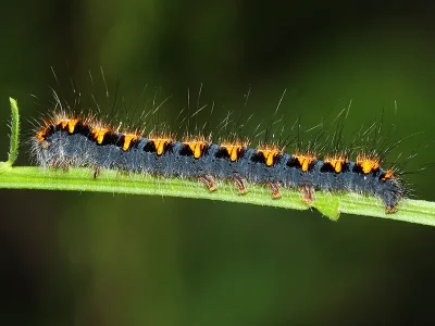 Lasiocampa (L.) quercus