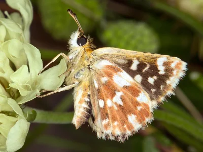 Spialia (S.) sertorius
