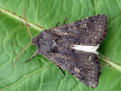 Aporophyla (Phylapora) lutulenta