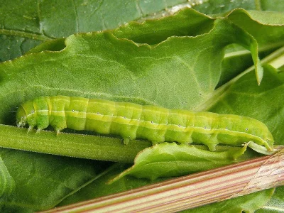 Aporophyla (Phylapora) lutulenta