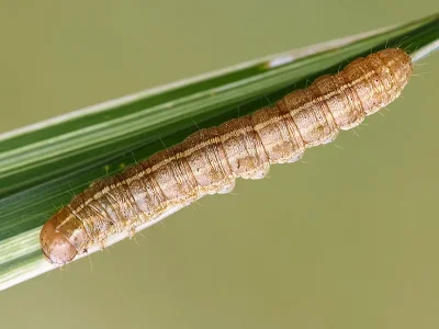 Apamea (A.) unanimis