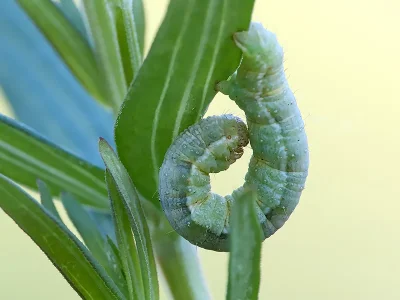 Camptogramma bilineata