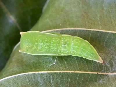 Cyclophora (Codonia) linearia