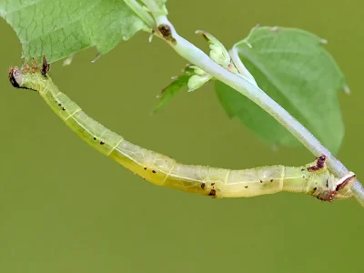 Ecliptopera silaceata