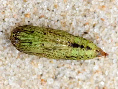 Ecliptopera silaceata