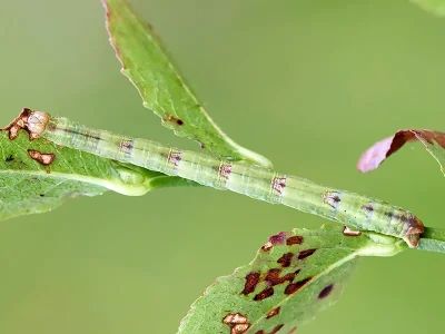 Eulithis populata