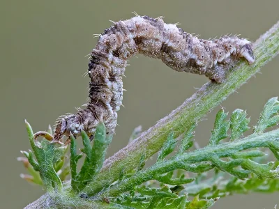 Eupithecia millefoliata