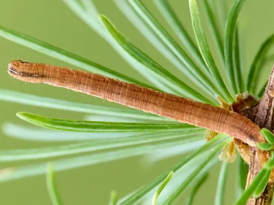 Eupithecia tantillaria