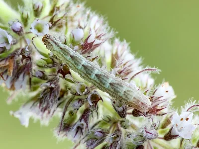 Gymnoscelis rufifasciata