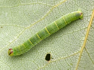 Lomaspilis marginata