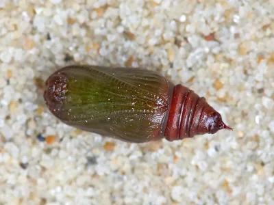 Lomaspilis marginata