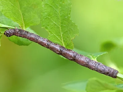 Paradarisa consonaria