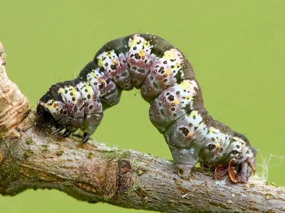 Philereme transversata