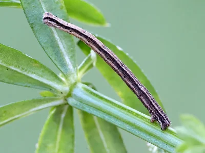Scopula (S.) immorata