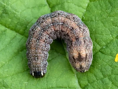 Xanthia (Cirrhia) icteritia