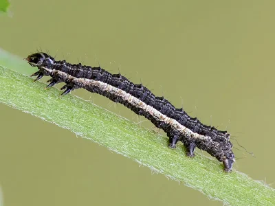 Macdunnoughia (M.) confusa