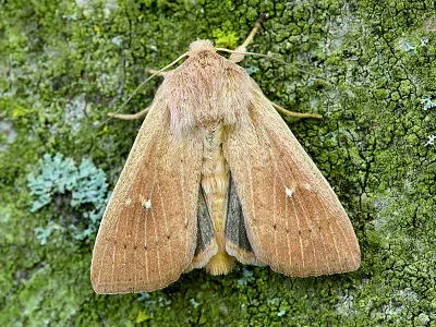Helicoverpa armigera