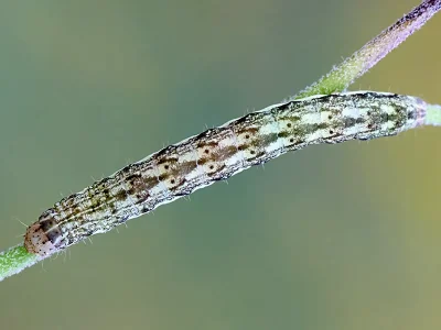 Hecatera bicolorata