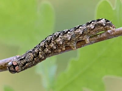 Dichonia (Griposia) aprilina