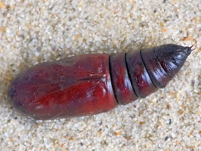 Dichonia (Griposia) aprilina