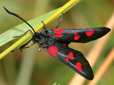 Zygaena (Z.) lonicerae