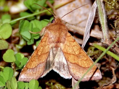 Pyrrhia umbra