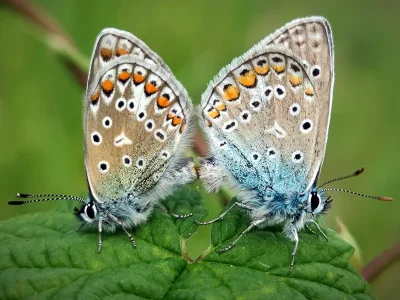 Polyommatus (P.) icarus