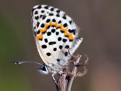 Scolitantides (S.) orion