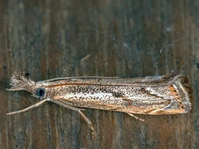 Agriphila geniculea