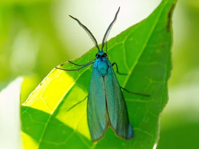 Jordanita (Tremewania) notata