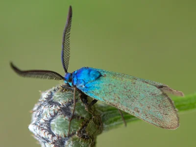 Jordanita (J.) chloros