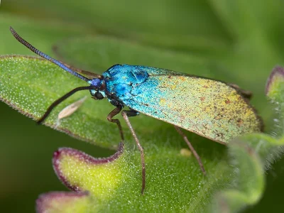 Jordanita (J.) chloros