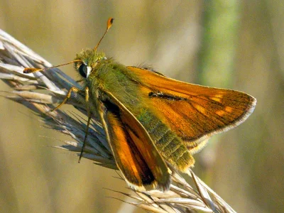 Hesperia comma