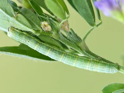 Isturgia arenacearia