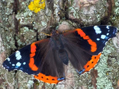 Vanessa atalanta