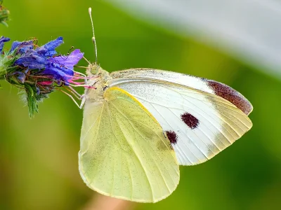 Pieris (P.) brassicae